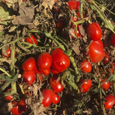 2123 F1 - cемена детерминантного томата, 110-115 дней, 100000сем., Lark Seeds